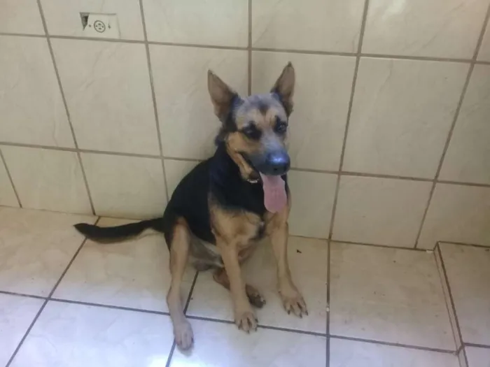 Cachorro ra a Pastor Alemão  idade 3 anos nome Capa Preta