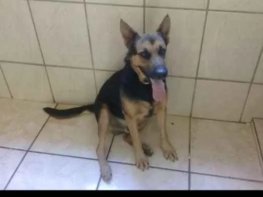 Cachorro ra a Pastor Alemão  idade 3 anos nome Capa Preta