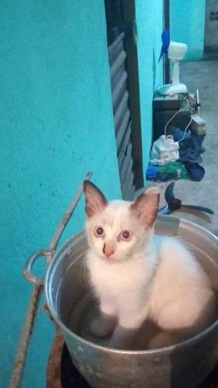 Gato raça Siamês idade 2 a 6 meses nome branquinha