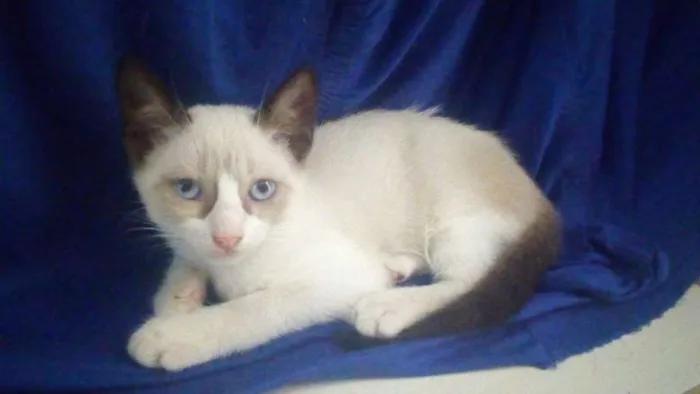 Gato raça misturado idade 2 a 6 meses nome óculos 