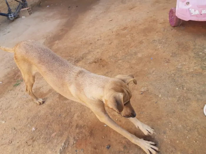 Cachorro ra a Nao sei idade 4 anos nome Belinha