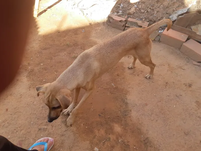 Cachorro ra a Nao sei idade 4 anos nome Belinha
