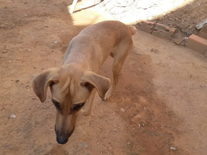 Cachorro ra a Nao sei idade 4 anos nome Belinha