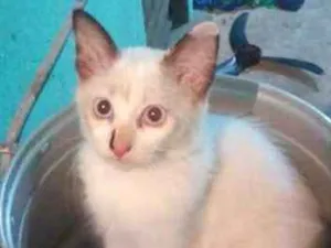 Gato raça Siamês idade 2 a 6 meses nome branquinha