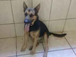 Cachorro raça Pastor Alemão  idade 3 anos nome Capa Preta