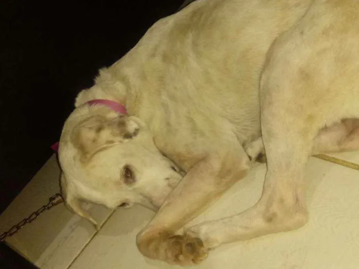 Cachorro ra a Raça não definida idade 3 anos nome Nina lombesa