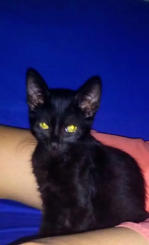 Gato raça  idade 2 a 6 meses nome pantera 