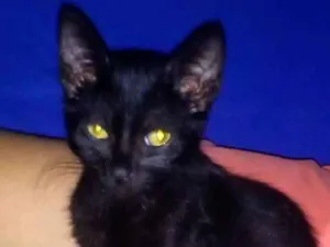 Gato raça  idade 2 a 6 meses nome pantera 