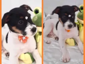 Cachorro raça Srd idade 2 a 6 meses nome Luna