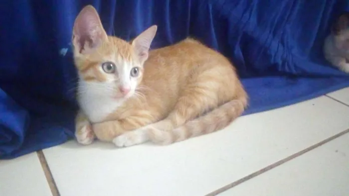 Gato raça  idade 2 a 6 meses nome relâmpago 