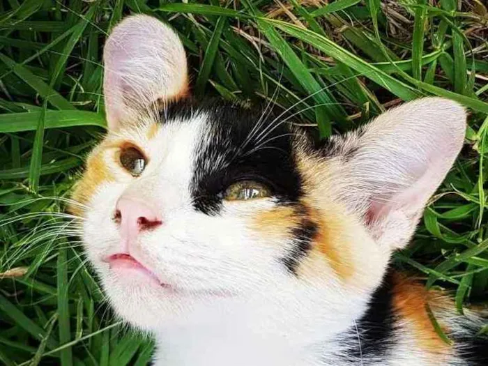 Gato ra a  idade 2 a 6 meses nome Doce 
