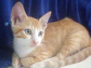 Gato raça  idade 2 a 6 meses nome relâmpago 