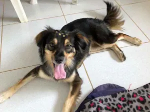 Cachorro raça Srd idade 1 ano nome Melissa