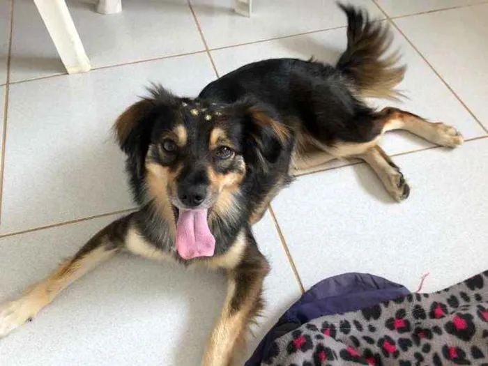 Cachorro ra a Srd idade 1 ano nome Melissa