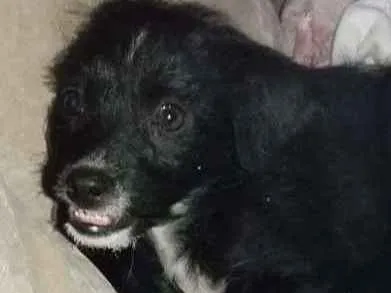 Cachorro raça Indefinido  idade 2 a 6 meses nome Não sei 