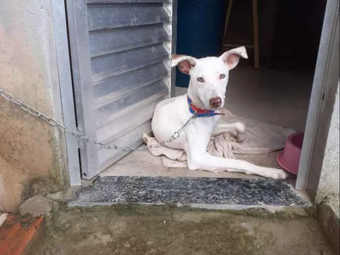 Cachorro ra a Misturada com pitbull (SRD) idade 7 a 11 meses nome Nina ou Chispita