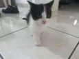 Floquinho