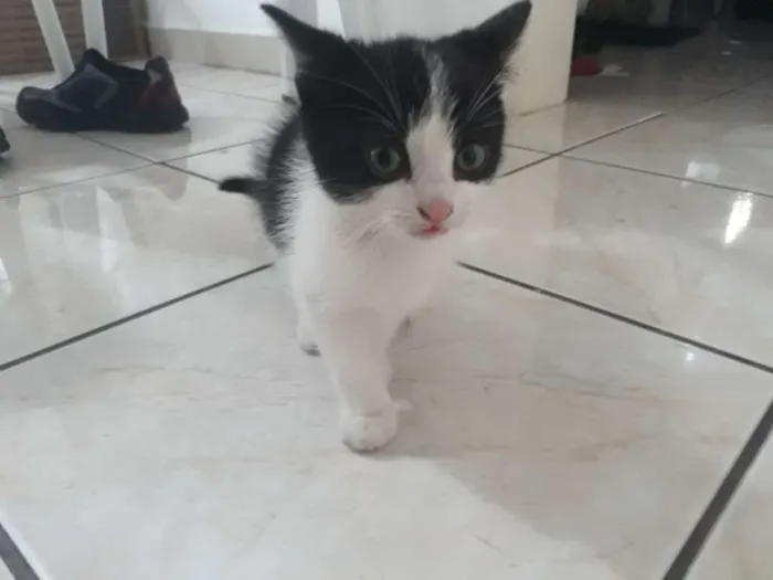 Gato ra a Nd idade Abaixo de 2 meses nome Floquinho