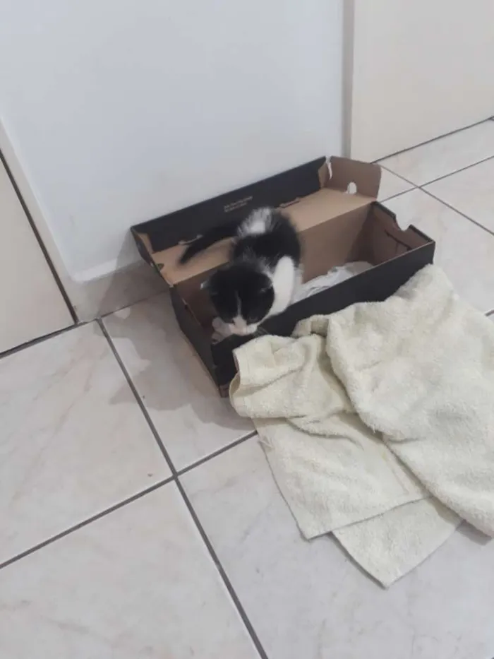Gato ra a Nd idade Abaixo de 2 meses nome Floquinho