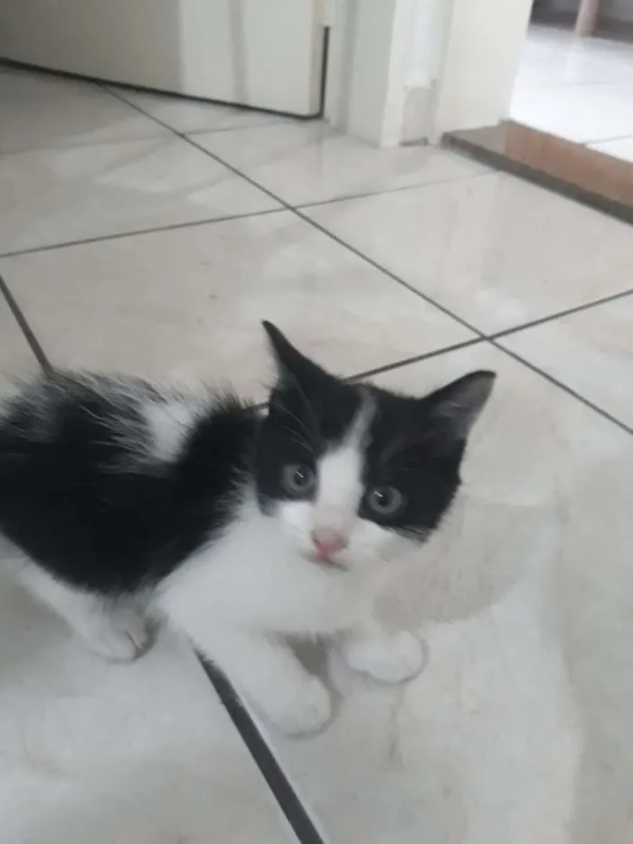 Gato ra a Nd idade Abaixo de 2 meses nome Floquinho