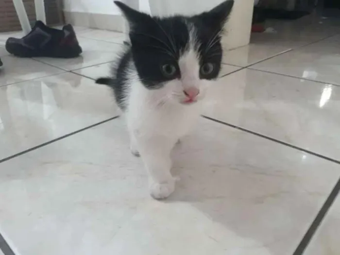 Gato ra a Nd idade Abaixo de 2 meses nome Floquinho