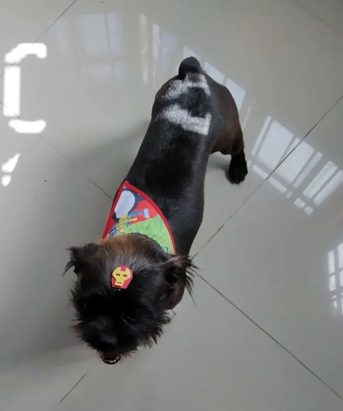 Cachorro raça SRD idade 5 anos nome Feijão