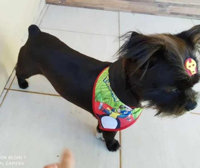 Cachorro raça SRD idade 5 anos nome Feijão