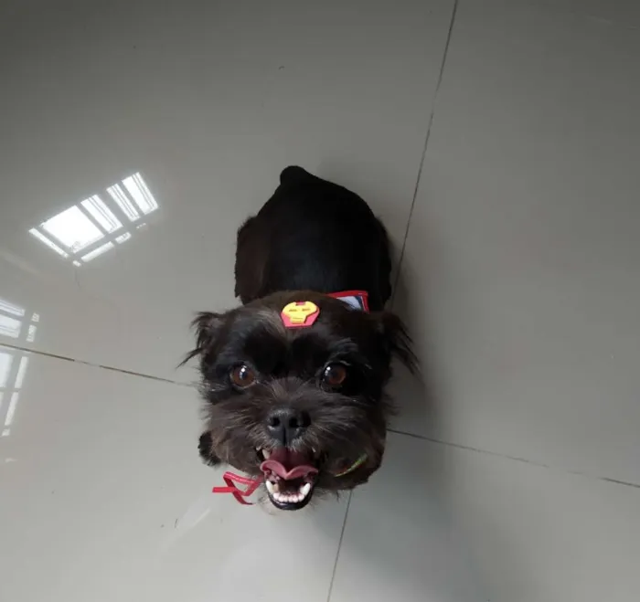 Cachorro raça SRD idade 5 anos nome Feijão