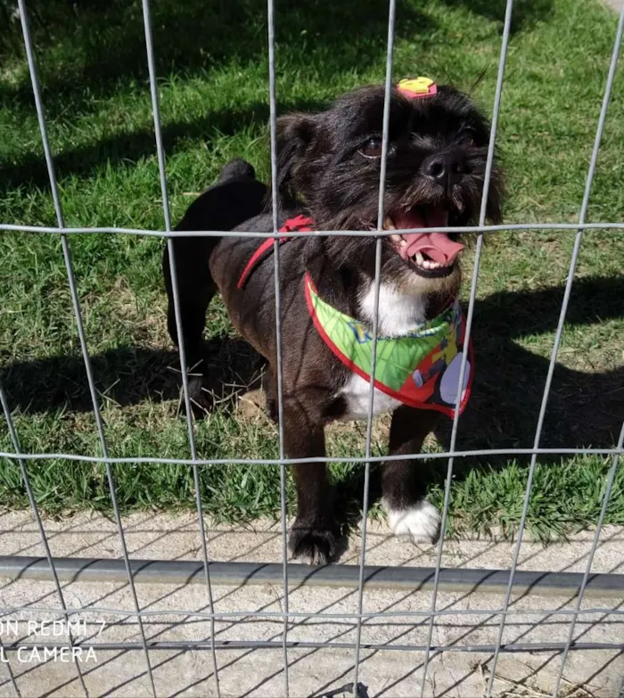 Cachorro raça SRD idade 5 anos nome Feijão