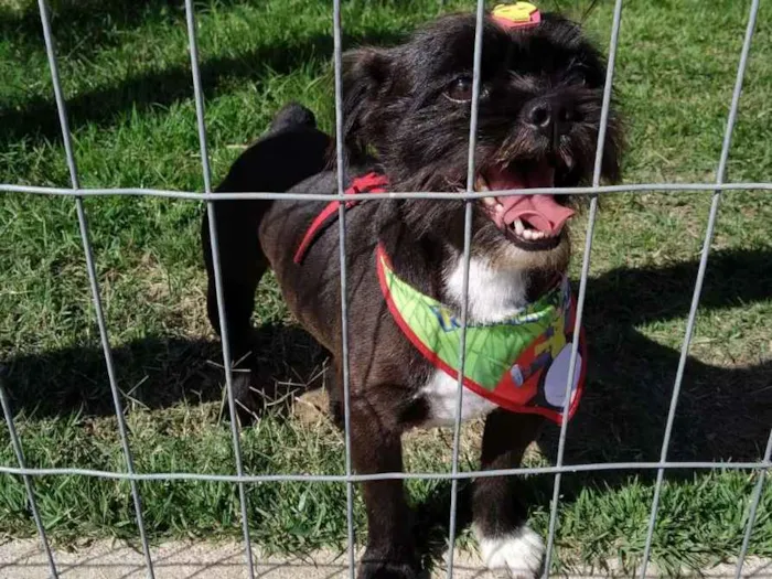 Cachorro raça SRD idade 5 anos nome Feijão