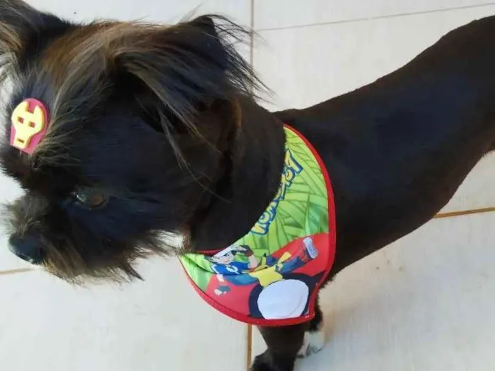Cachorro raça SRD idade 5 anos nome Feijão