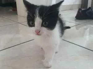 Gato raça Nd idade Abaixo de 2 meses nome Floquinho