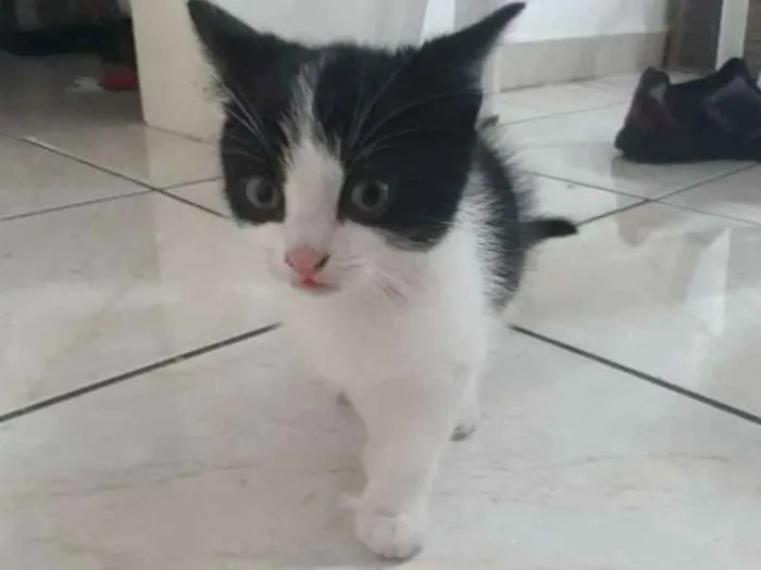 Gato ra a Nd idade Abaixo de 2 meses nome Floquinho