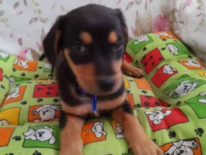 Cachorro raça SRD idade 2 a 6 meses nome Barney