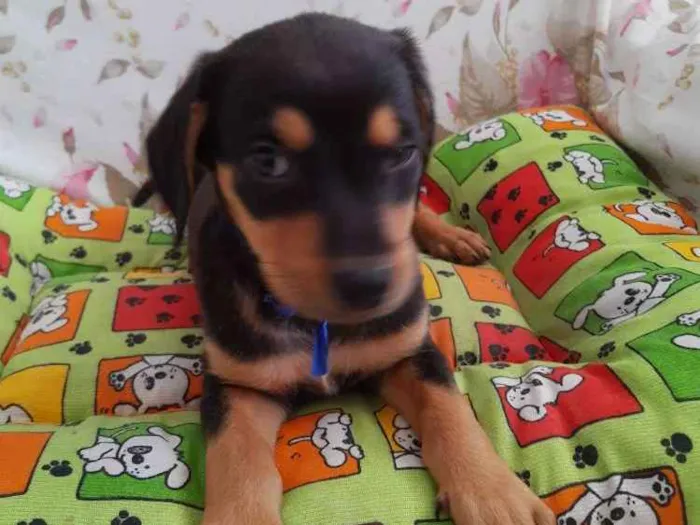 Cachorro ra a SRD idade 2 a 6 meses nome Barney