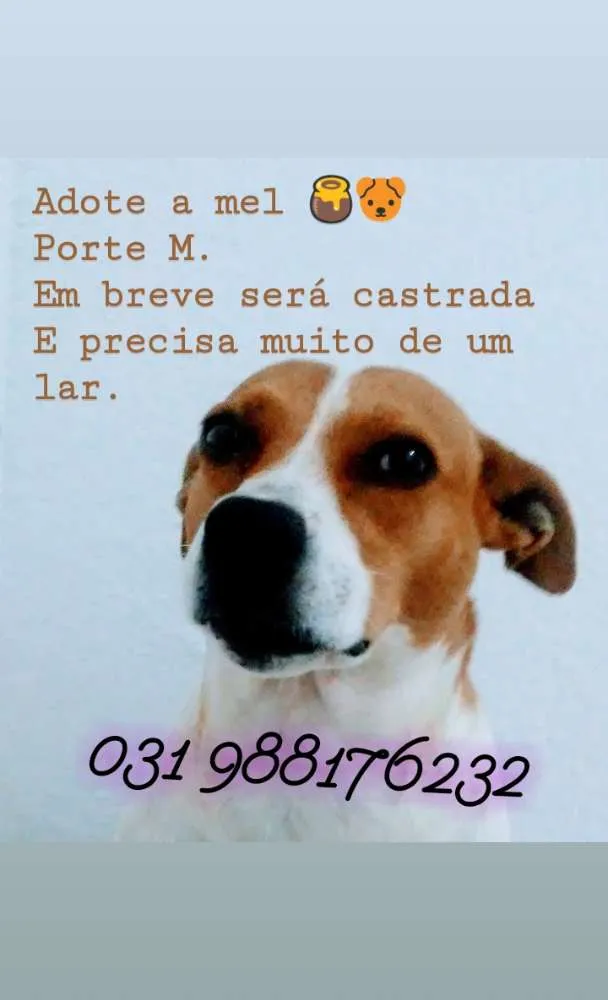 Cachorro ra a Srd idade 2 a 6 meses nome Mel