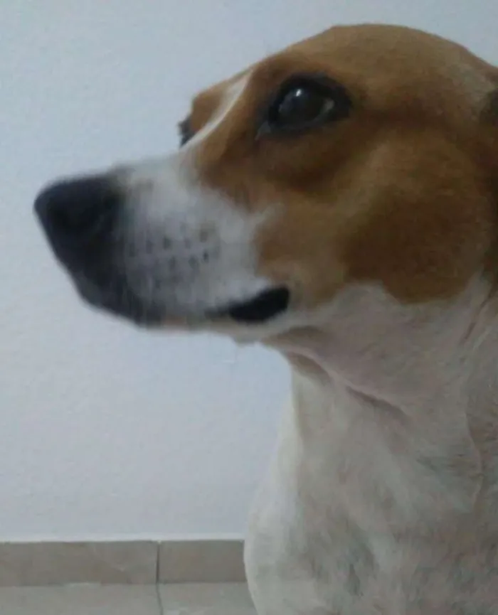 Cachorro ra a Srd idade 2 a 6 meses nome Mel