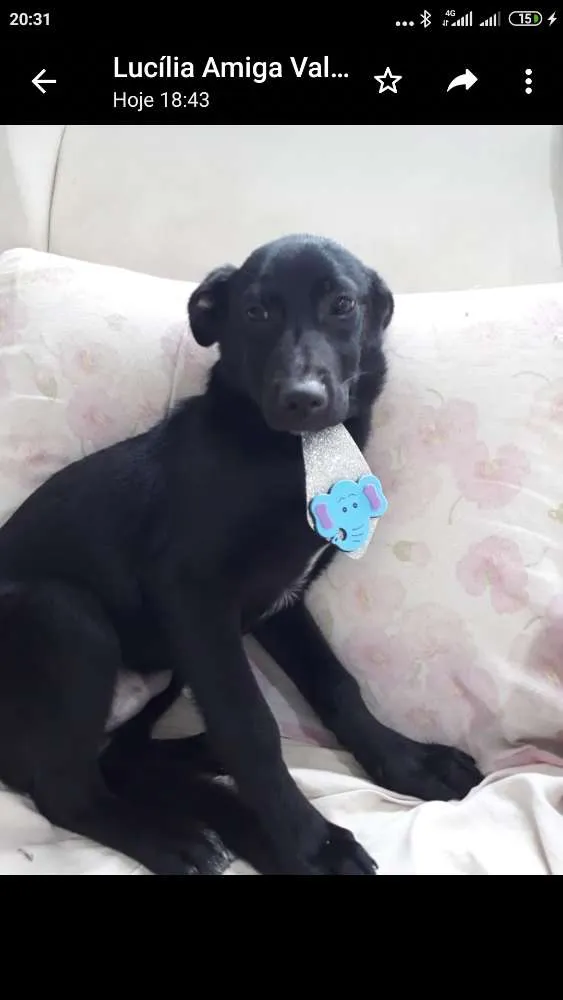 Cachorro ra a Sem raça definida idade 2 a 6 meses nome Pretinho