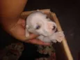 Marlon-Bred-pérola