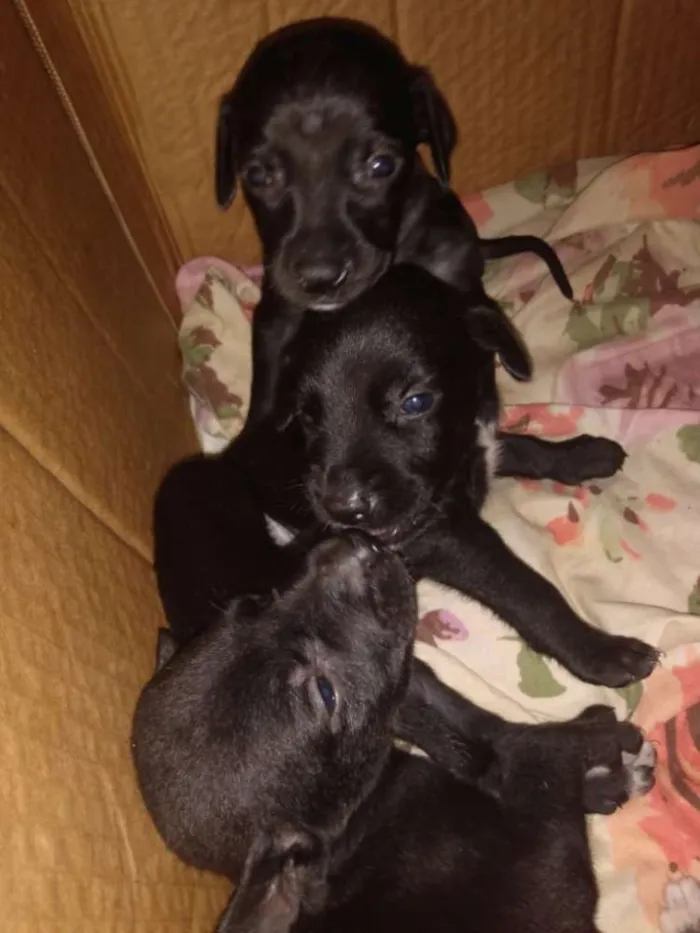 Cachorro raça Sem raça definida  idade Abaixo de 2 meses nome Marlon-Bred-pérola
