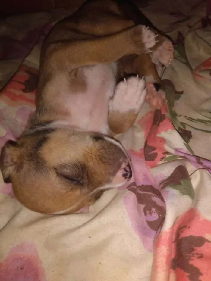 Cachorro raça Sem raça definida  idade Abaixo de 2 meses nome Marlon-Bred-pérola
