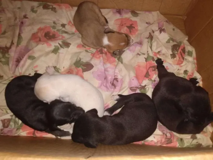 Cachorro raça Sem raça definida  idade Abaixo de 2 meses nome Marlon-Bred-pérola