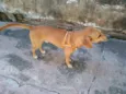 Bhummer
