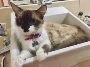 Gato raça Siamês com persa  idade 1 ano nome Zôe