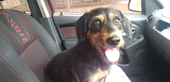 Cachorro ra a  idade 2 anos nome Orpheu