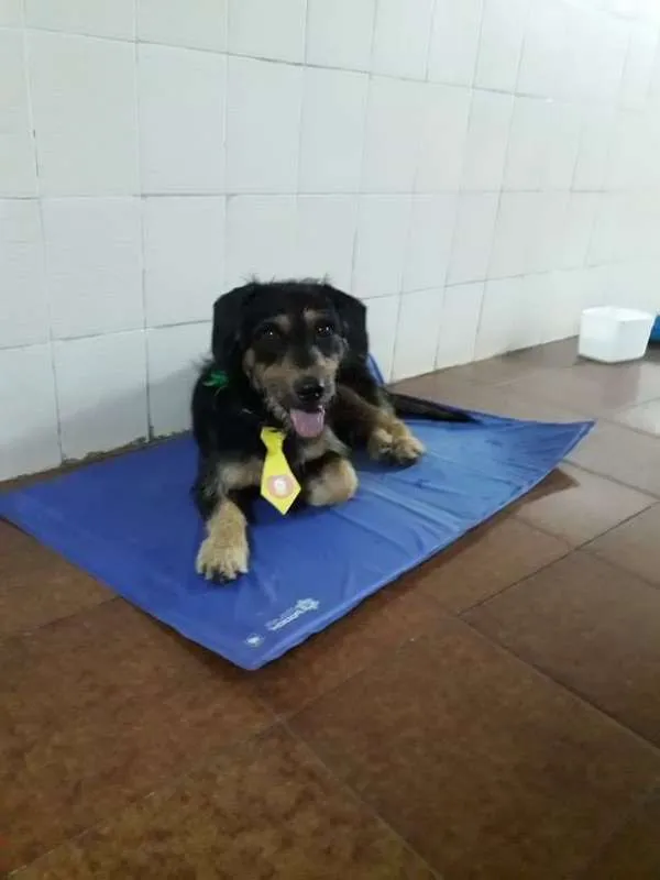 Cachorro ra a  idade 2 anos nome Orpheu