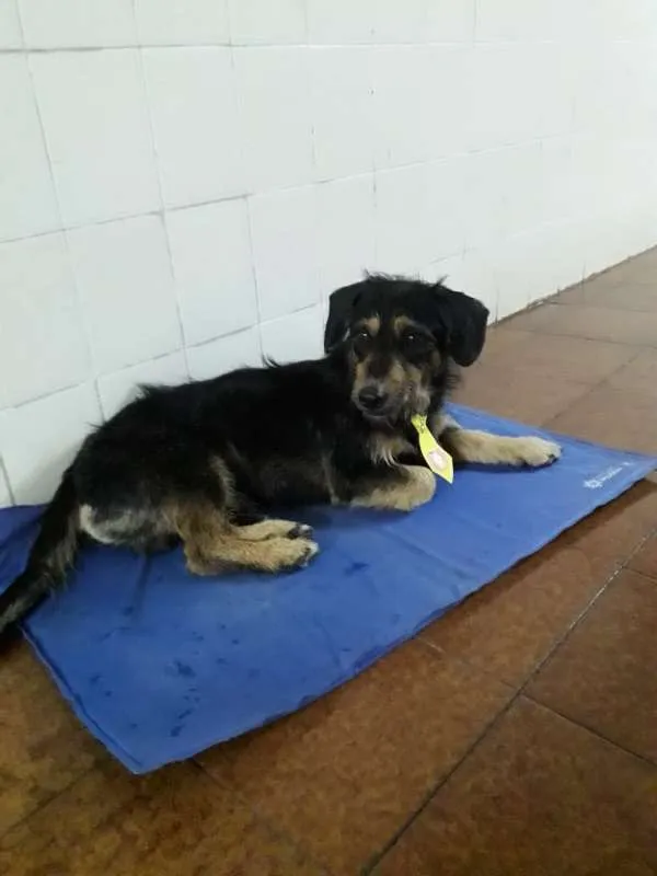 Cachorro ra a  idade 2 anos nome Orpheu