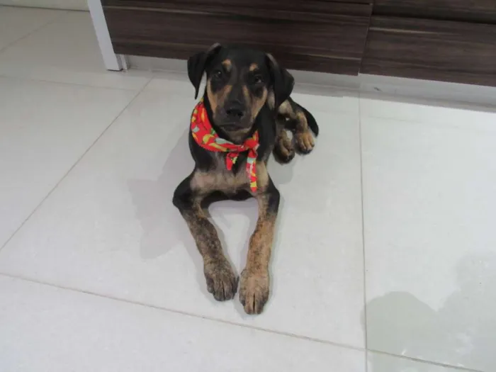 Cachorro raça Srd idade 2 a 6 meses nome Tadeu