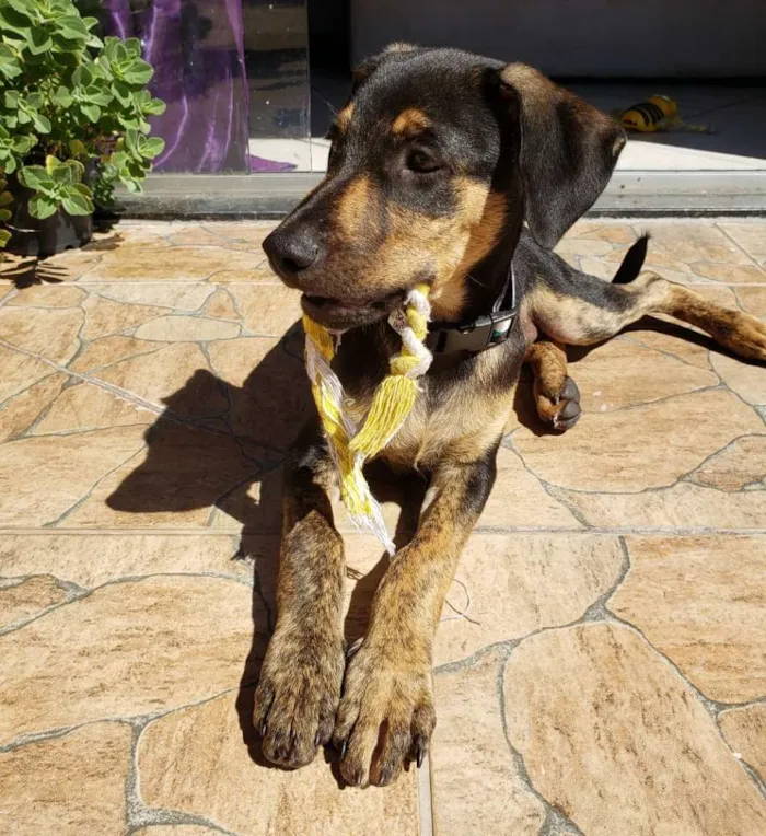 Cachorro raça Srd idade 2 a 6 meses nome Tadeu