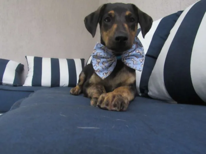 Cachorro raça Srd idade 2 a 6 meses nome Tadeu